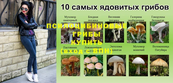 дмт Бородино