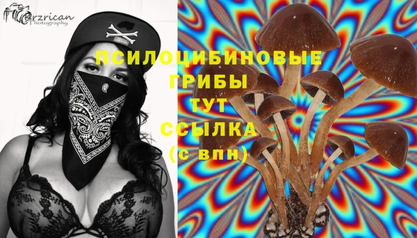 прущие грибы Бронницы